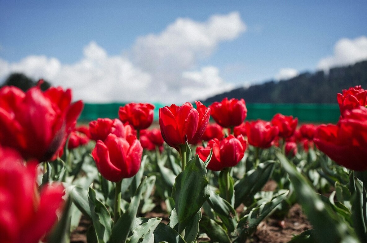 How to reach the tulip garden Srinagar, Largest tulip garden in Asia, Best time to visit Kashmir tul